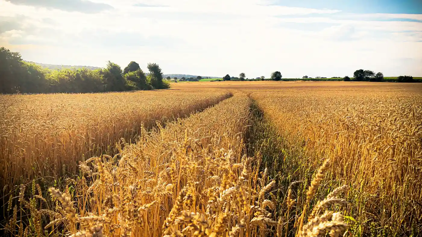 Golden crop field with tractor tracks running through it under a bright sky.