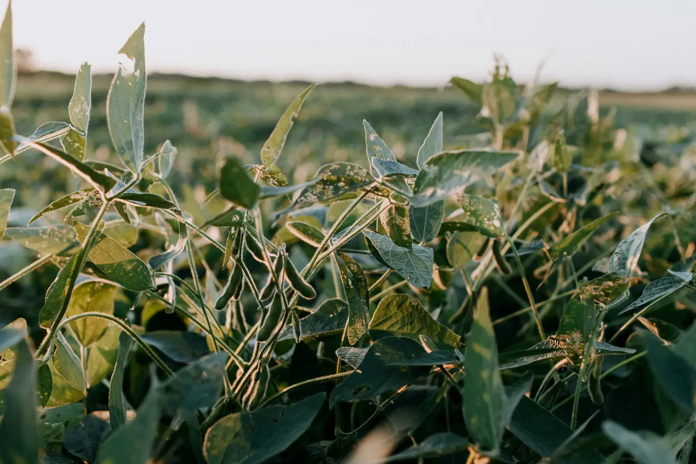 Close-up of soybean plants growing in a field, with green leaves and pods in soft sunlight.